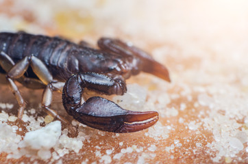 Scorpion creeps on the sand close up