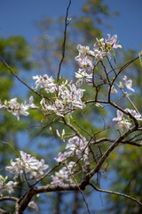 Bauhinia variegata Purple orchid tree a species of plant family Fabaceae.