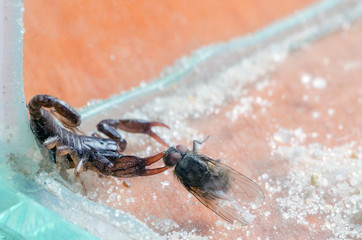 Scorpio holds a fly caught with claws and stings it with a sting, close-up