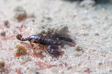 Scorpion creeps on the sand close up