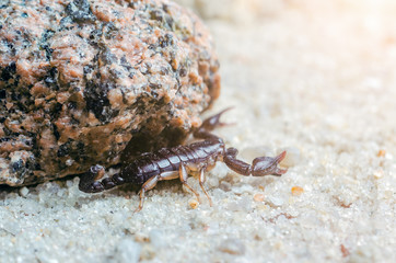 Scorpion creeps on the sand close up