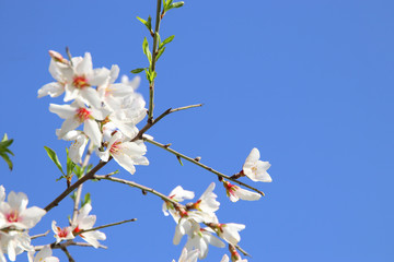 background of spring almond blossoms tree. selective focus.