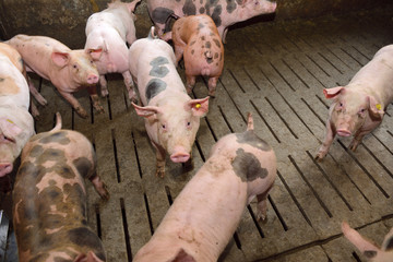 fattening pigs approaching two months old