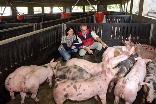 couple of farmers with a digital tablet on a pig farm