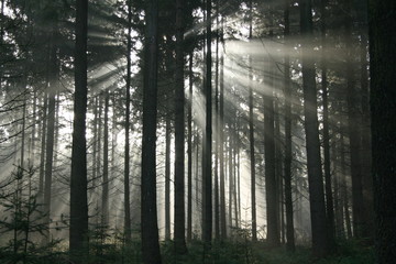 Sun beam woods