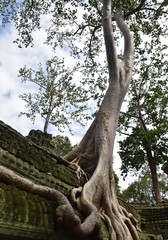Fototapeta na wymiar Amazing tree on temple at Cambodia 