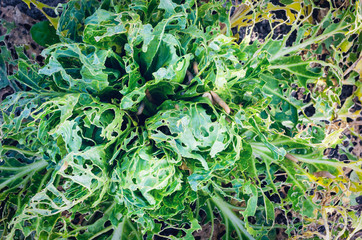 Cabbage leaves eaten by slugs, parasite spoils the harvest