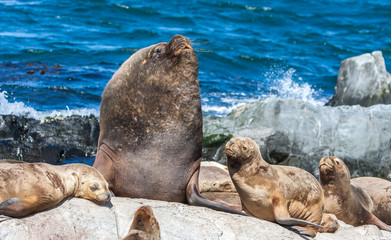 sealions resting in Patagoing, Argentina