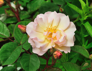 Obraz premium Rose Portraits.