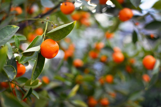 Close up of a Calamondin Citrofortunella Macrocarpa Citrus tree orange with blurry fruits and leaves in the background
