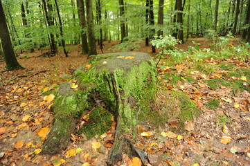 Der Wald an der Saar auf dem Weg nach Montclair