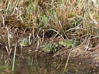 Trio von Wasserfröschen am Gartenteich