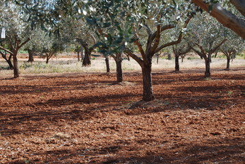 Olive Groves in Valencia Spain