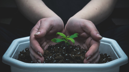 Sprout of medical marijuana plant growing indoor. Cannabis plant in hands.