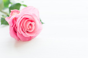 Pink rose over white wooden board. Mother's or Valentine's day concept.