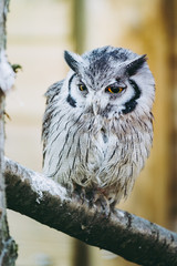 Hibou petit duc à face blanche