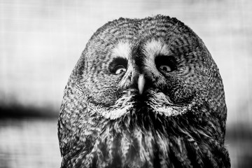 Portrait d'une chouette lapone