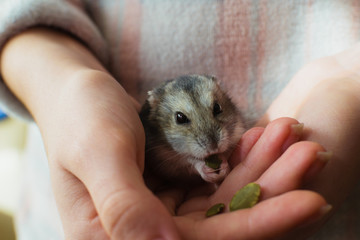 cute hamster in hand eating a pumpkin seed. 