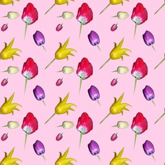 Fototapeta na wymiar Tapete, Geschenkpapier, nahtloses Muster bunte Tulpen (Tulipa), Frühling, Ostern, Hintergrund rosa, Freisteller, Deutschland, Europa