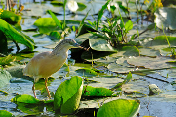 Rallenreiher (Ardeola ralloides) mit Beute im Schnabel - Squacco heron