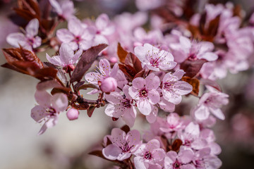 Close up of Prunus serrulata or Japanese cherry also called Sakura or East Asian cherry,is a species of cherry native to Japan,Korea and China.Used for its spring cherry blossom displays and festivals