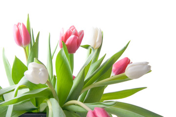 Fototapeta premium Pretty Pink and White Tulips on White Background