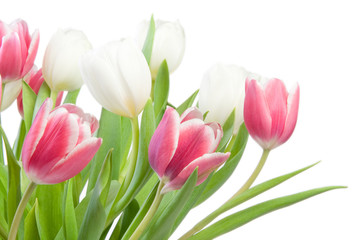 Obraz premium Pretty Bright Pink and White Tulips on White Background