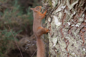Red Squirrel, Sciurus vulgaris, climbing hiding, searching, itching on the branches of a birch and pine tree in a forest in Scotland during winter.