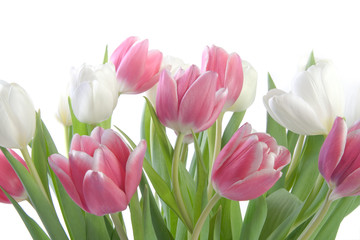 Fototapeta premium Pretty Pastel Pink and White Tulips on White Background