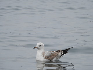 Seabirds in nature and close-up