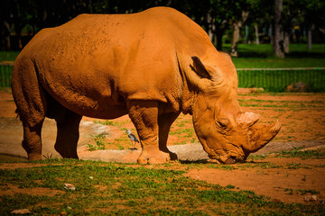 Obraz premium Um rinoceronte em close.