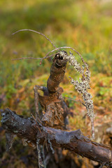 Broken tree in the forest with a lichen branch