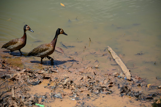 Pato na lagoa.