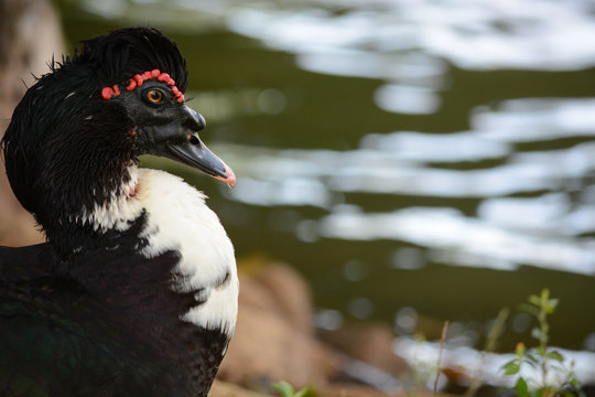Pato na lagoa.