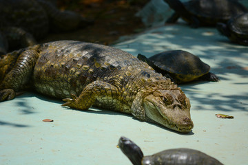 Jacaré no zoológico.