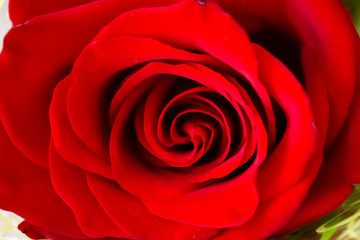 macro red petals of a bud