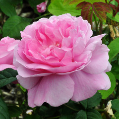 Obraz premium Rose Portraits.