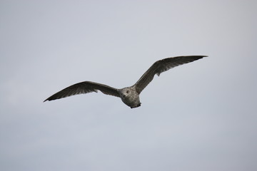 möwe