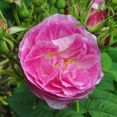 Rose Portraits.