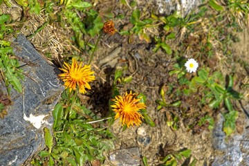 Koenigsstuhl Carinthia Alpine Plants