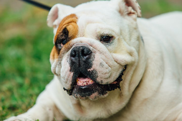 Fototapeta premium White english bulldog lays on the grass in a park
