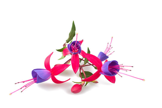 Fuchsia branch with flowers