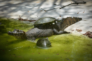 Jacaré descansando no lago.