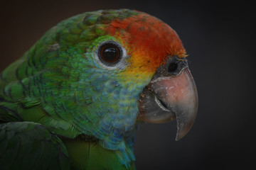 Uma linda arara na cor verde.