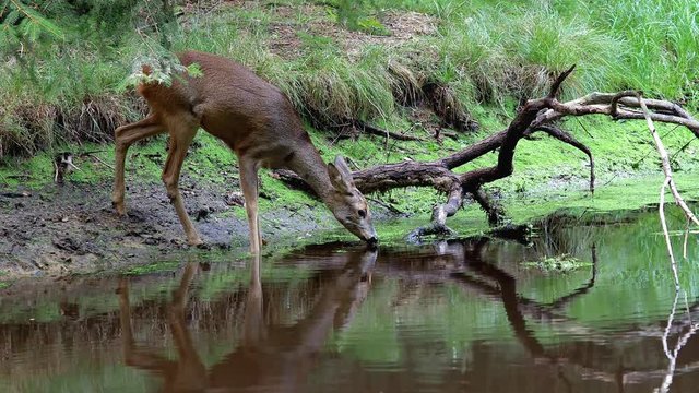 Roe deer in forest, Capreolus capreolus. Wild roe deer drinking water from the pond