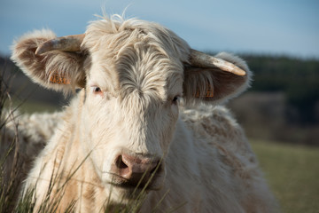 portrait d'une vache