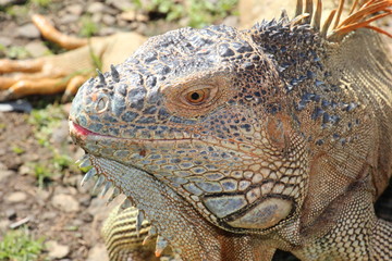 Waran Costa Rica