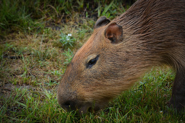 Animais e natureza do Jardim Zoológico.