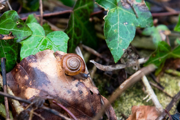 Snail in foggy forest, Cotswolds, England