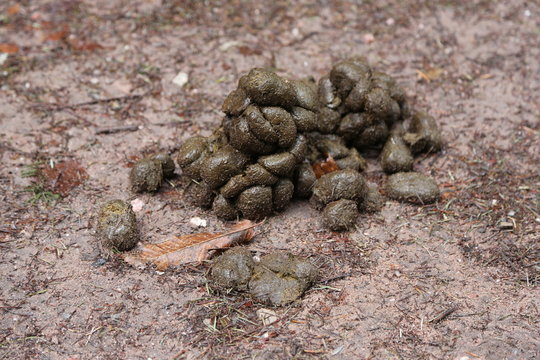 Kot